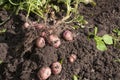 Tubers of red potatoes and greens lie on the ground Royalty Free Stock Photo